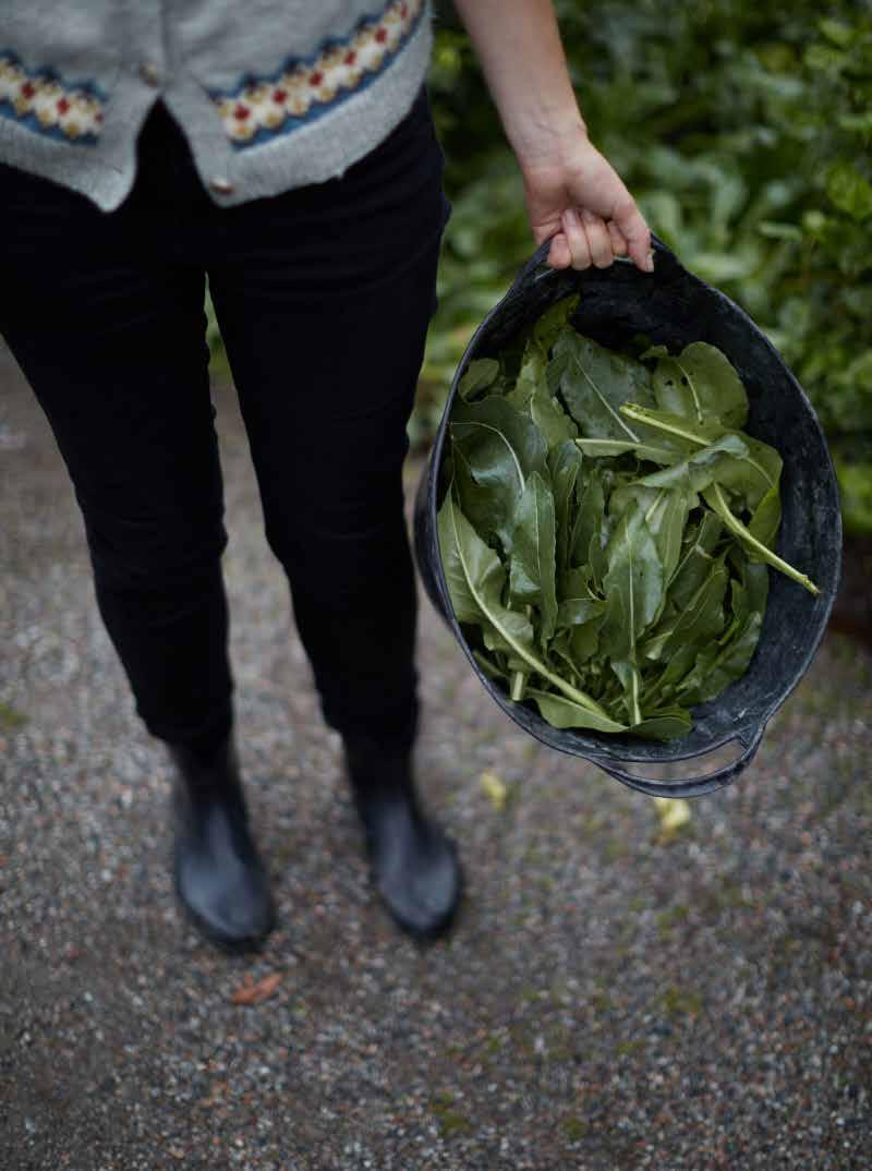 ATT ODLA INDIGOVÄXTER 21 Oavsett om du odlar i kruka inomhus på fönsterbrädan, på balkongen, i växthus eller i trädgårdslandet, är det fullt möjligt att producera egna blåa nyanser från frö till färg.
