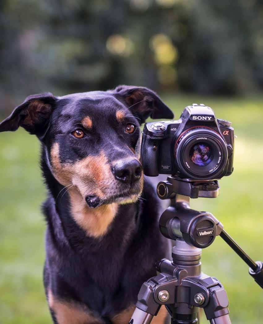 02. Grundkunskaper för fotografen 02 Nog för att Valle är en ovanligt intelligent hund, men räkna ut hur kameran fungerar klarar han inte.