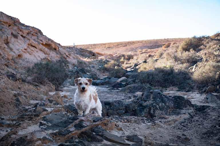 Förhoppningsvis kan de inspirera och vara till hjälp för dig som blivande hundfotograf.