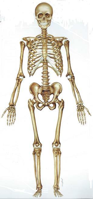 2. Skelett och Muskler KOD.NR DELKURS 1B: OM112A Omtentamen 2018-04-14 Lärare: Elisabeth Renmarker Skelett och Muskler (Max 6p) 1.