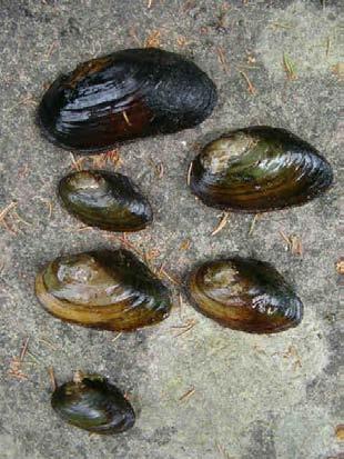 Hedströmmen Sträcka: Hed Lokalnr: 1009 X-koordinat: - Y-koordinat: - Datum: 2006-06-21 Flat dammussla (Pseudanodonta complanata) 1 Flodpärlmussla (Margaritifera margaritifera) 6 Allmän dammussla