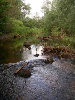 Svartån Lokal: Hörnsjöfors Lokalnr: 37 X-koordinat: 6647670 Y-koordinat: 1523302 Datum: 2006-06-26 Spetsig målarmussla (Unio tumidus) 30 Äkta målarmussla (Unio pictorum) 2 Flat dammussla