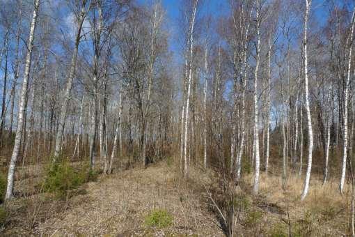 Möjligen kan denna lagerbild vara relaterat till den fossila åkermark som fanns bevarad på undersökningsområdet och ägan norr härom (fig 7). Schakt 315 Inga anläggningar eller fynd. Figur 7.