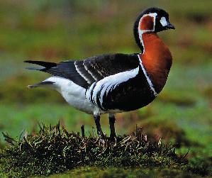 8 Det sörmländska fågelåret 2010 Utanför Nyköping gjordes fjärde fyndet av rödhalsad gås i rapportområdet. Foto Pekka Pulsa. Ob. brantagås Branta sp.