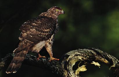 Föreningen Sörmlands Ornitologer 21 Enbart två säkerställda häckningar av duvhök under 2010 vilket kan jämföras med förra årets åtta säkra. Foto Pekka Pulsa.