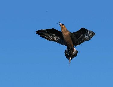 38 Det sörmländska fågelåret 2010 Inlandssträckande kustlabbar rapporteras årligen med ett fåtal exemplar. Foto Pekka Pulsa. tillbaks till 1996 för att hitta ett lika magert år.
