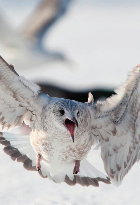 Föreningen Sörmlands Ornitologer 41 häckning (1 ungar) bo, ägg/ungar Flata Ålkråkshällarna, Larus Hartsö argentatus skärgård, Nyköping Gråtrut Enbart 3.5-15.