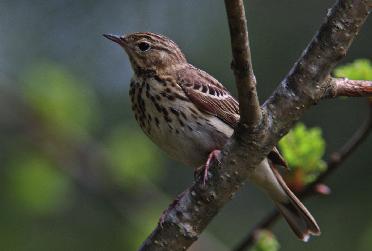 52 Det sörmländska fågelåret 2010 En observation 10 oktober är det senaste höstfyndet av trädpiplärka som noterats i svalan under perioden 2000 2010. Foto Hannu Kiuttu.