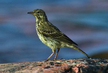 Föreningen Sörmlands Ornitologer 53 Inlandsfynd av skärpiplärka med enstaka exemplar görs numera årligen. Foto Leif Nyström.