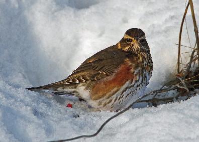 Föreningen Sörmlands Ornitologer 61 Cirka 1250 rödvingetrastar har rapporterats. Ungefär hälften sågs i Oxelösundstrakten. Foto Leif Nyström. (Ulf Gustafsson).