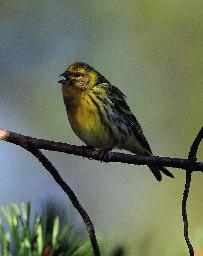 Stare Sturnus vulgaris Från januari månad finns massor av observationer av starar över i princip hela vårt rapportområde.