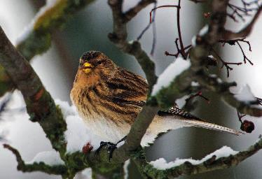 Föreningen Sörmlands Ornitologer 69 Under vintern finns observationer av 64 vinterhämplingar vilket är ganska normalt. Foto Leif Nyström. ex Ärjafälten, Åkers styckebruk, Strängnäs 10.