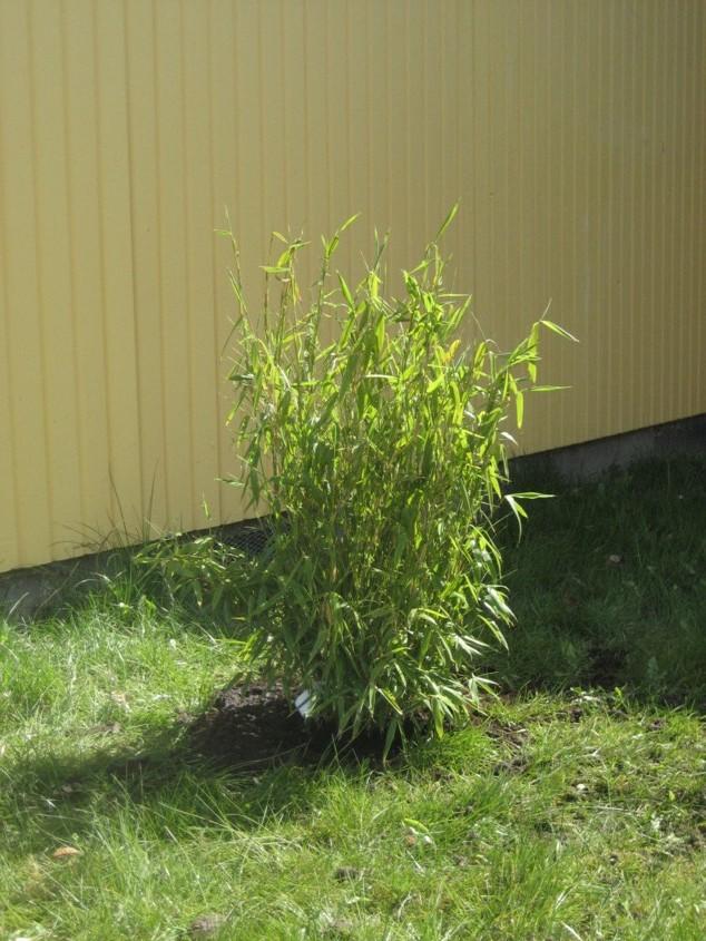 VÄXTER framför staketet grävde vi en rabatt och sådde olika blommor tillsammans med eleverna eleverna blir aktiva i