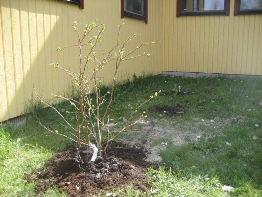 blommorna kommer fram eleverna kan använda sina kompetenser ute också (vattna blommor, öppna påsar, hälla) - dessutom