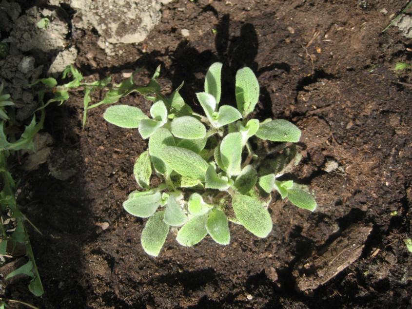 ) känsel: lammöra syn: fjärrilsbuskar i olika färger, katsura, prästkrage, clematis smak: rabarber, blåbär, hösthallon,
