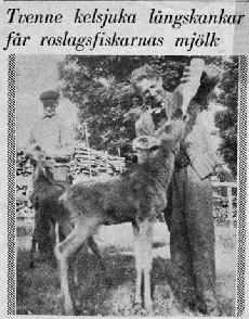 Slutet för älgarna, forts. från förra numret 15 Jag minns äventyret med älgarna ganska diffust för jag var bara 8-10 år när det hände.