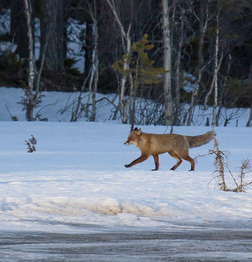 Foto: Markku Pirttimaa 5. Räven (Vulpes vulpes) Räven är ett hunddjur som förekommer i hela landet.