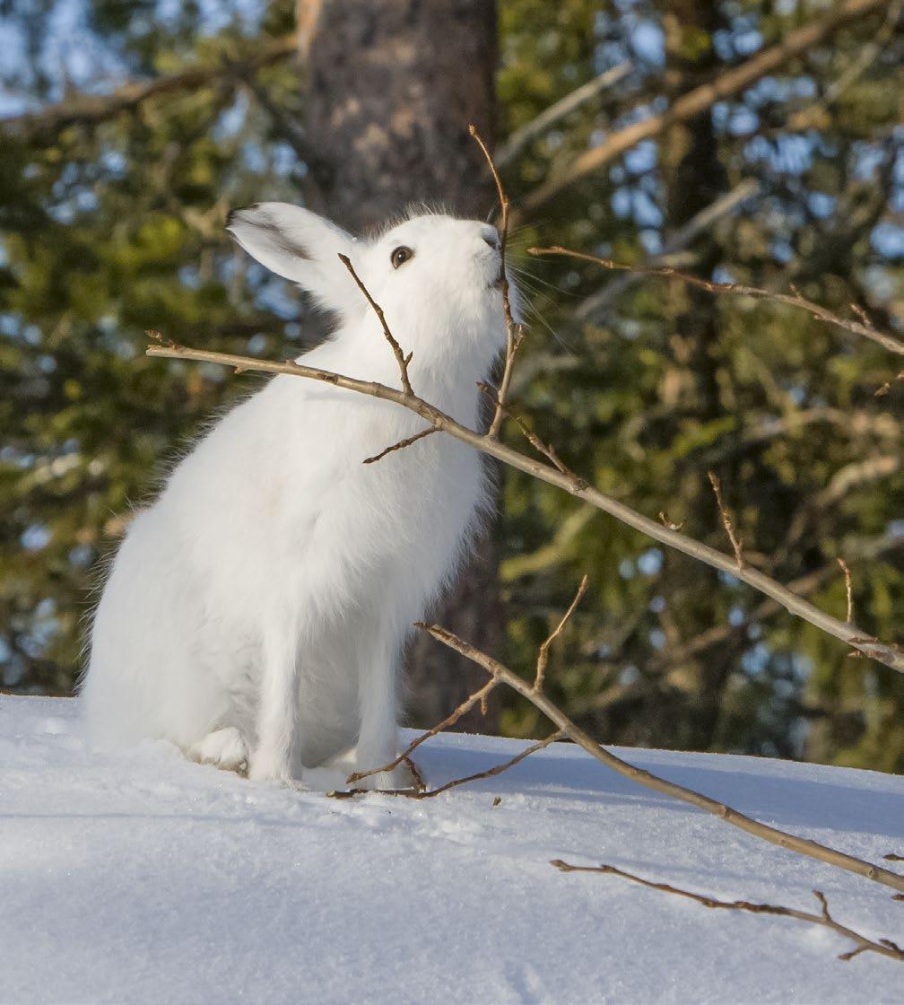 Foto: Markku Pirttimaa 7. Skogsharen (Lepus timidus) Skogsharen trivs i skogen och kan kännas igen under vintern på sin vita dräkt. Skogsharen är 50 60 cm lång och väger 3 5 kg.