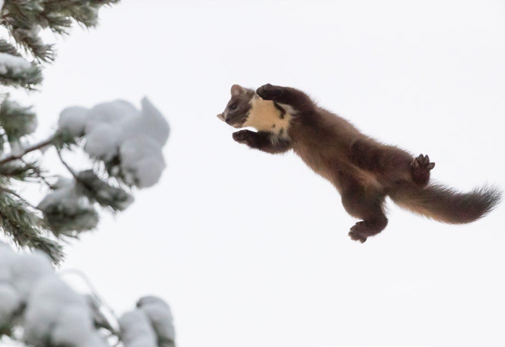 Foto: Hannu Huttu 8. Mården (Martes martes) Mården är ett flinkt litet rovdjur som förekommer i barrskogarna. Den är aktiv i skymningen och på natten.