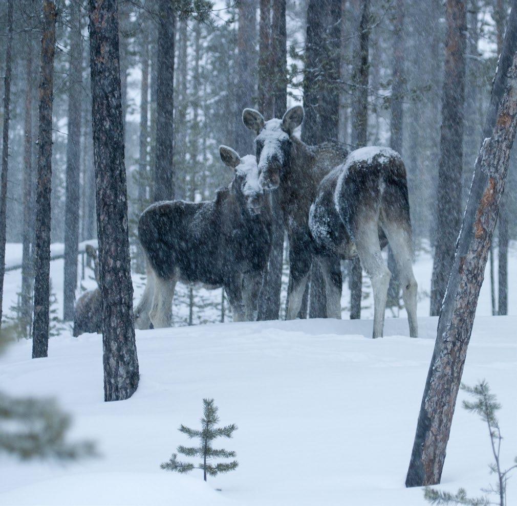 Foto: Markku Pirttimaa 1. Älgen (Alces alces) Älgen är vårt största hjortdjur och samtidigt det största däggdjuret i Finland. Älgen förekommer i skogsmarker i hela landet.