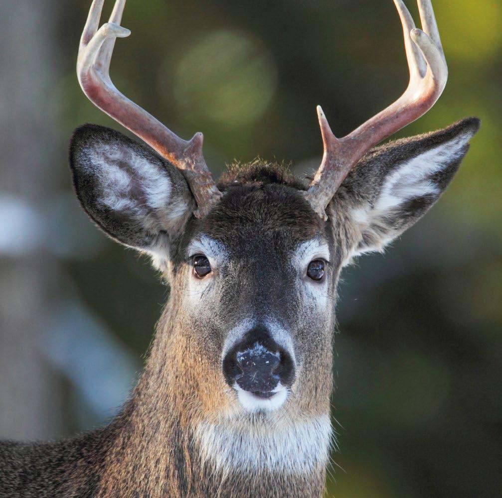 Foto: Kimmo Pöri 2. Vitsvanshjorten (Odocoileus virginianus) Vitsvanshjorten har hämtats till Finland som en viltart på 1930-talet. Vitsvansarna hämtades till Finland från Nordamerika.