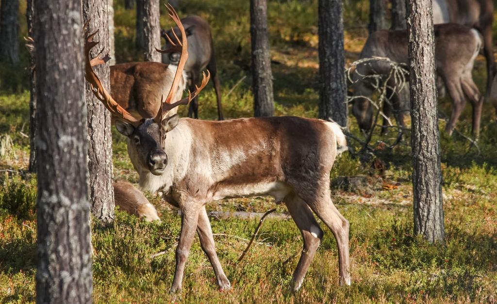 3. Skogsren (Rangifer tarandus