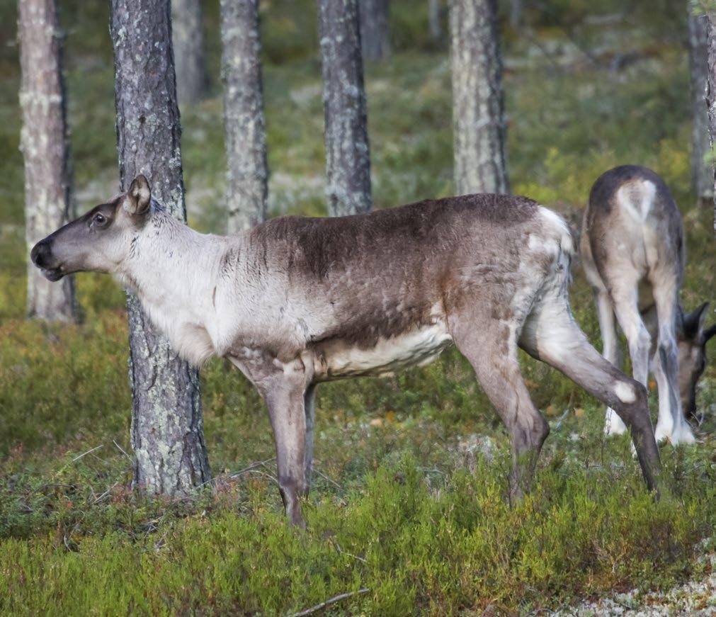 Foto: Mikko Rautiainen 3. Skogsrenen (Rangifer tarandus fennicus) Skogsrenen är ett medelstort hjortdjur som har sitt ursprung i Finland.