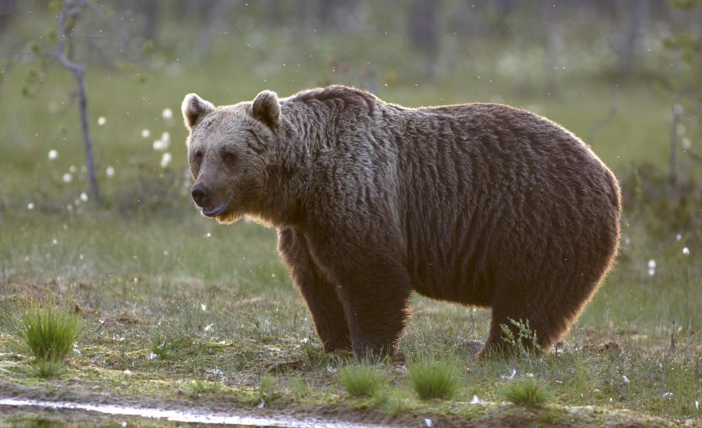 4. Björn (Ursus