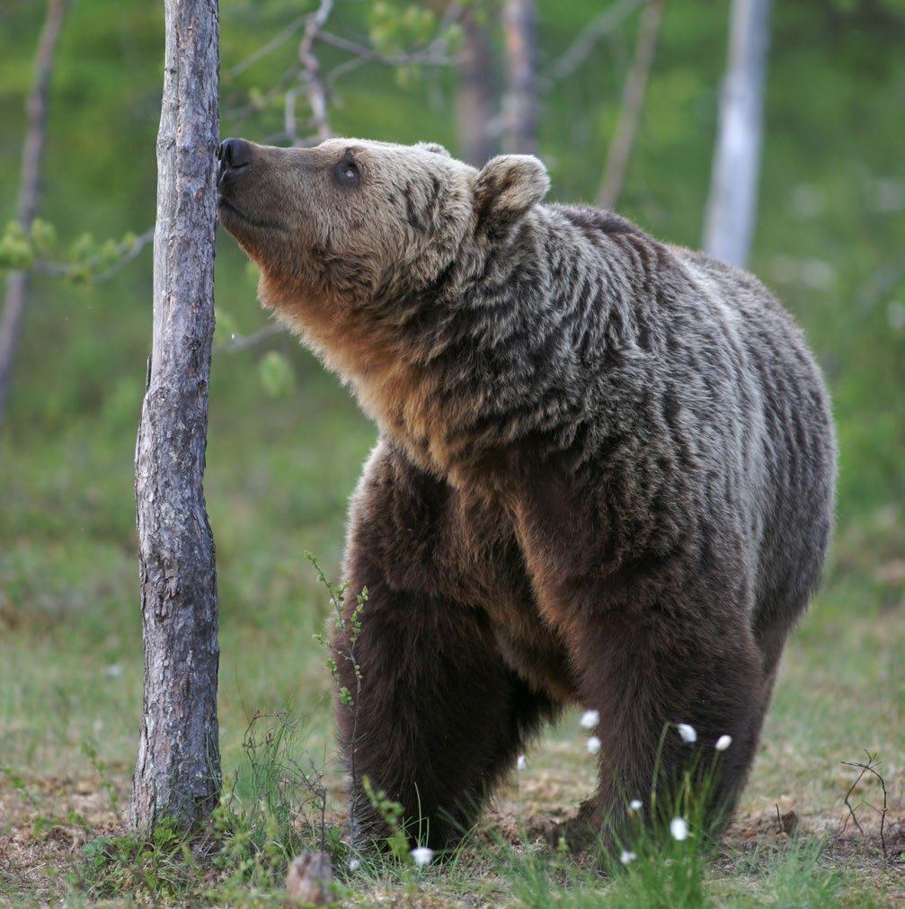 Foto: Hannu Huttu 4. Björnen (Ursus arctos) Björnen är Europas största rovdjur och ett av Finlands nationaldjur.