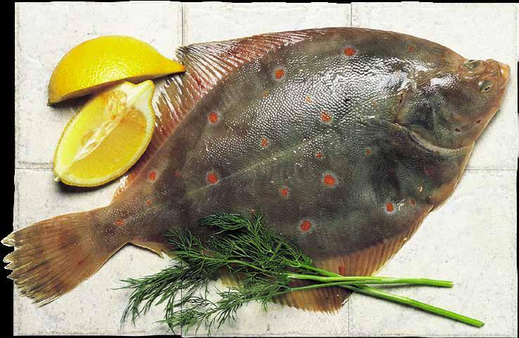Latin: Salvelinus alpinus.