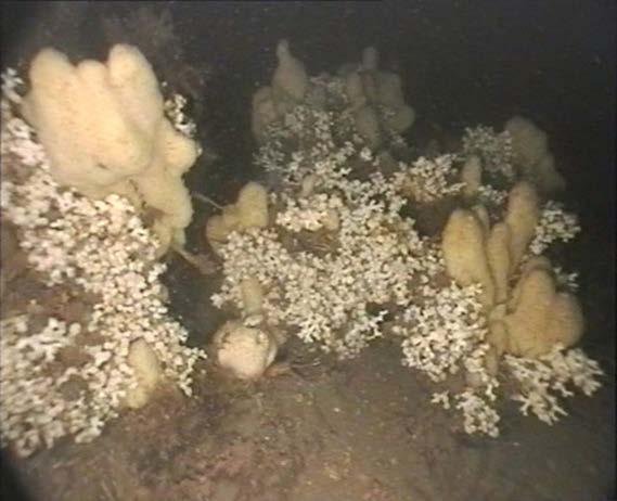 Restaurering av marina miljöer Svåra och dyra åtgärder Ålgräsängar (plantering, förbättrad vattenkvalitet) Blåmusselbankar (utsättning av nya musslor och/eller nät, borttagande av japanska