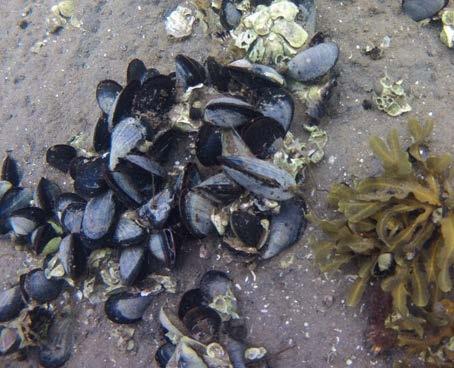 Prioriterade marina bevarandevärden i länet Grunda mjukbottnar 0-6 meter (ålgräsängar) Biogena rev (ögonkorall, ostron, hästmussel-/blåmusselbankar) Exponerade, grunda hårdbottnar (tareskogar) Djupa
