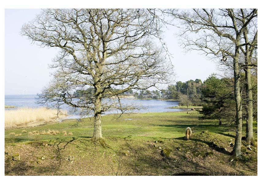 Figur 26: Fotomontage Huvudalternativet sett från Brömsehus Kristianopel och Bergkvara är fokalpunkter i huvudalternativet och i fotomontagen syns tydligt hur vindkraftverken uppfattas som uppställda