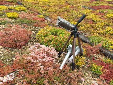 Avancerat Sedum tak betyder att det finns delar med tjockare jordmån och inkluderar högre andel arter som till exempel Phedimus spec. Kamera 3 och 4 installerades på samma tak.