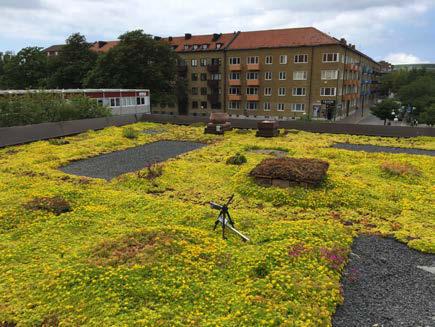 Sedum tak, Koggen