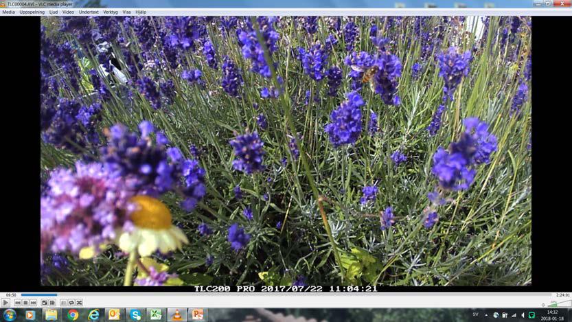 blomfluga på