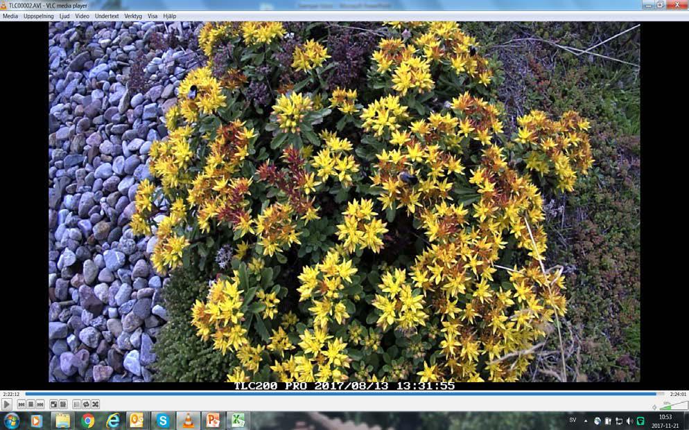 jämförande syfte. Insektgrupper som var i fokus var humlor och fjärilar, men också bin och blomflugor var potentiellt av interesse.