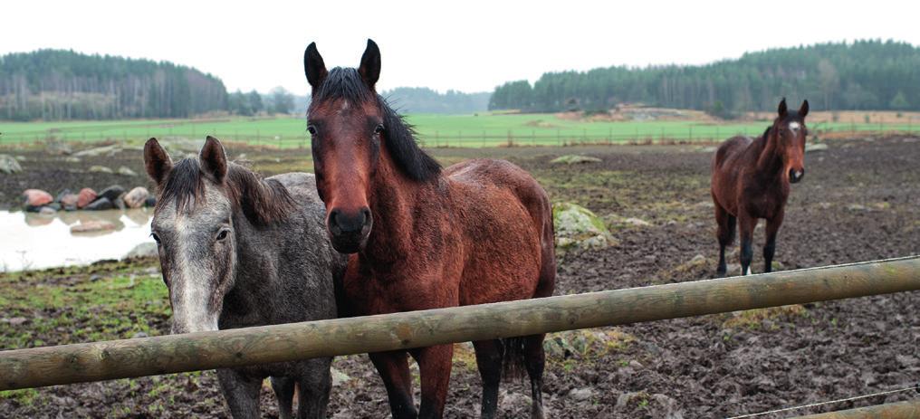 3 Fri rörlighet för varor Antalet ärenden hos SOLVIT som rör varor har sjunkit de senaste åren och utgör nu en väldigt liten del.