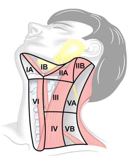 I litteraturen finns många olika benämningar på lymfkörtelutrymning på halsen men helst bör man ange vilka nivåer på halsen som utrymts och vilka strukturer som sparats [54].
