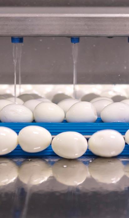SKÅNEÄGG Glädjebeskedet