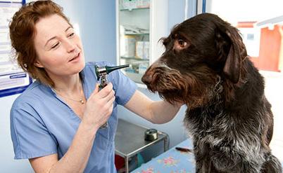 Vårdhundens hälsa Regelbunden hälsokontroll av veterinär Hudfrisk, fri från infektioner och parasiter