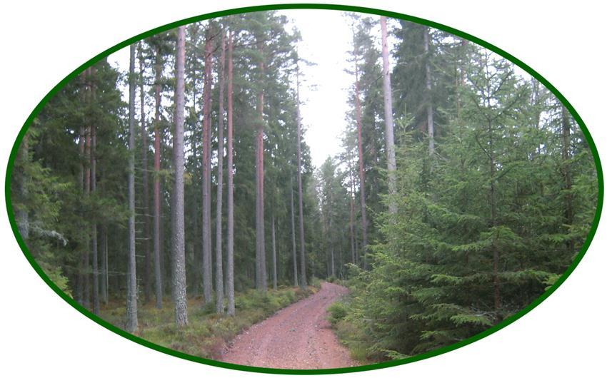 Väl underhållna skogsbilsvägar med bra bärighet. Medelbonitet är beräknad till 7,1 m³sk per ha och år. Jakträtt.