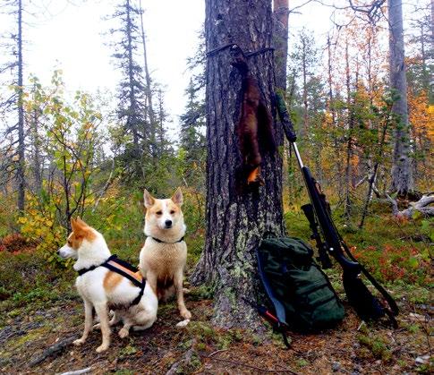 ÅNGERMANLAND Jaktprov SSF Ångermanland hösten 2018 ÖVRE NORRBOTTEN Utlysta prov Backe/Näsåker: 16 19 augusti Backe/Näsåker: 5 7 oktober Backe/Näsåker: 1 2 november Anmälningsmottagare utlysta prov i