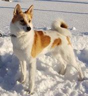 VINNAREN AV RÖJANS VANDRINGSPRIS Vår nybörjarresa fram till idag! Det började sommaren 2013 jag kände att tiden var inne för en egen hund.