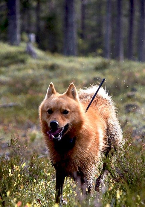 En av dessa är att erbjuda hjälp med att hitta en lämplig hanhund inför en tänkt parning.