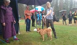 SSF Mellansverige Utställning i Malung 2018-07-29 På söndagen den 29 juli var det dags för SSF Mellansverige att arrangera årets sommarutställning i Malung Dagen bjöd på ett väder vi inte sett mycket