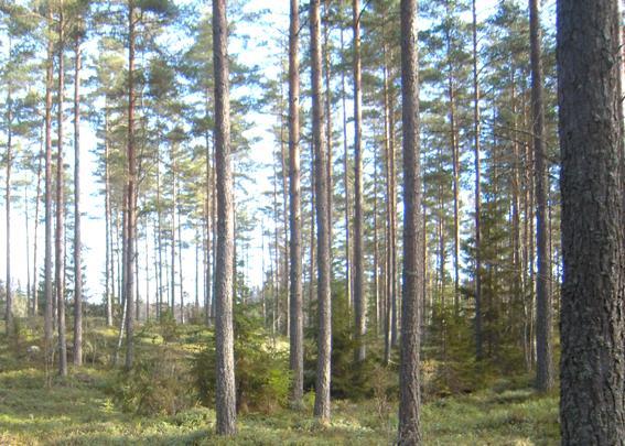 Skog Det finns en registrerad fornlämning som berör avd. 34 enligt skogskartan i form av en torplämning Myrängen.