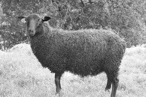 2. Råvaror I det nya jordbruket gick många godsägare över till fårskötsel som krävde mindre arbetskraft och samtidigt gav ull som blev en viktig råvara för textilindustrin.
