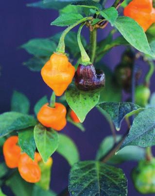 en korsning mellan Habanero Orange och Carbon Bhut 7 Pot. Fruktighet och hetta i samma tugga. Kallas också Orange Carbonero.