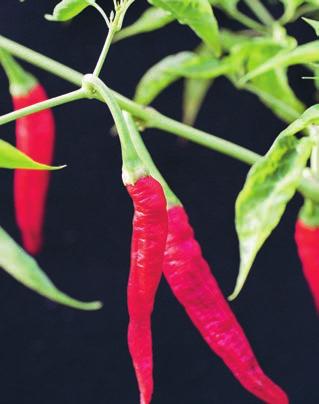 a r t e r o c h s o r t e r Cayenne Franska Guyana Cayenne är en klassisk chili döpt efter floden Cayenne i franska Guyana. Namnet kommer från ursprungsbefolkningens ord quiynha.